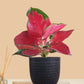 Aglaonema Cherry Red Plant (Small) in Eco Pot