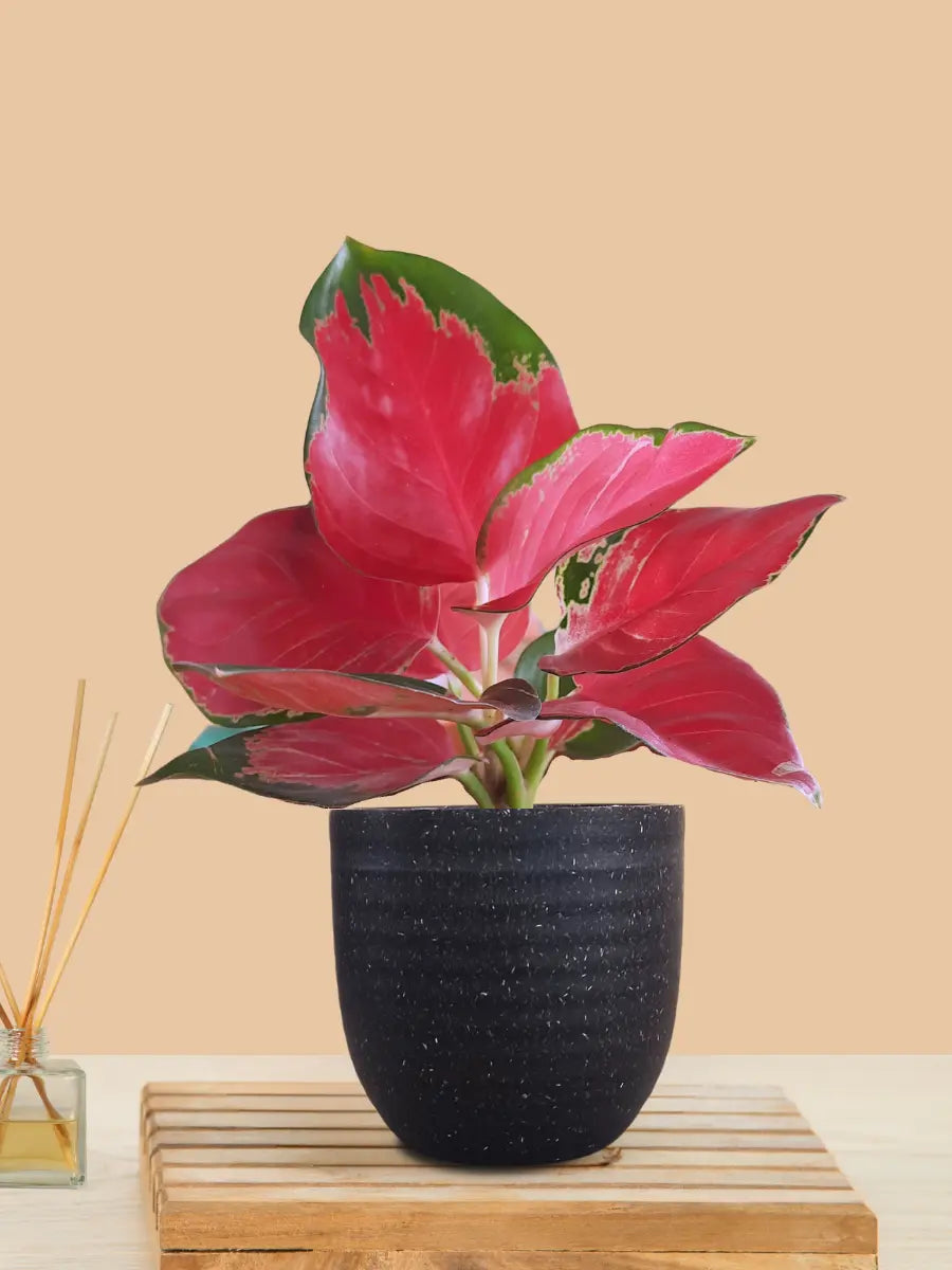 Aglaonema Cherry Red Plant (Small) in Eco Pot