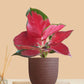 Aglaonema Cherry Red Plant (Small) in Eco Pot