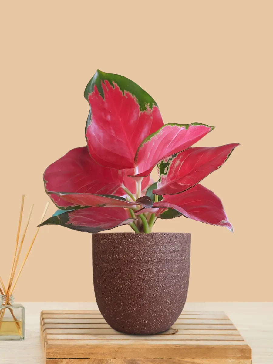 Aglaonema Cherry Red Plant (Small) in Eco Pot