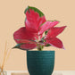 Aglaonema Cherry Red Plant (Small) in Eco Pot