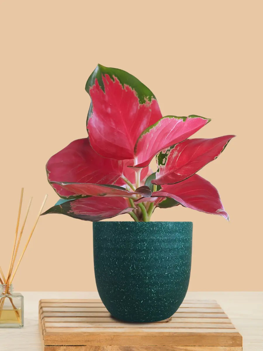 Aglaonema Cherry Red Plant (Small) in Eco Pot