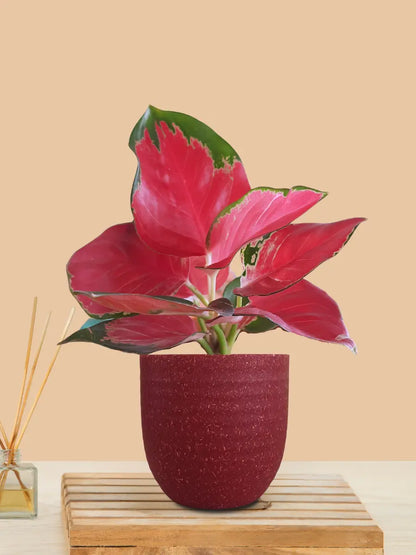 Aglaonema Cherry Red Plant (Small) in Eco Pot