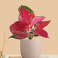 Aglaonema Cherry Red Plant (Small) in Eco Pot