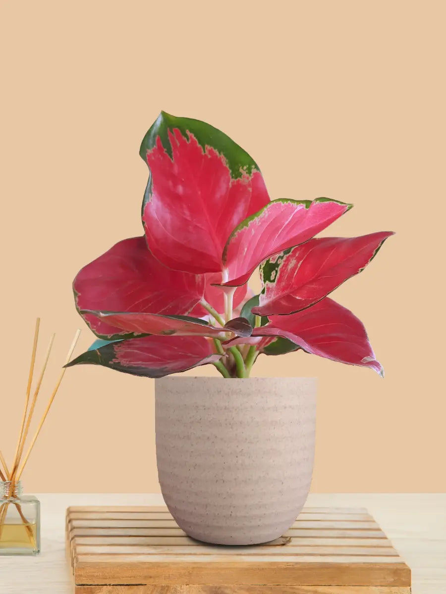 Aglaonema Cherry Red Plant (Small) in Eco Pot