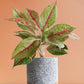 Gift colourful large plant Aglaonema Harlequin in premium grey cotton planter online 