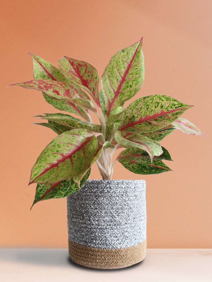 Gift colourful large plant Aglaonema Harlequin in premium grey cotton planter online 