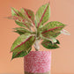 Buy beautiful rare indoor plant Aglaonema Harlequin in pink cotton planter in India 