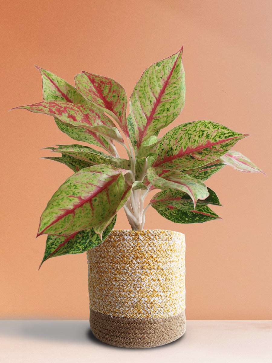 Gift Stunning houseplant Aglaonema Harlequin in eco friendly yellow planter in India 
