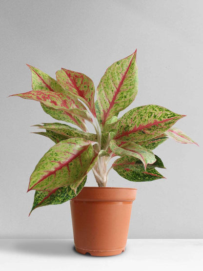 Aglaonema Harlequin (Large)