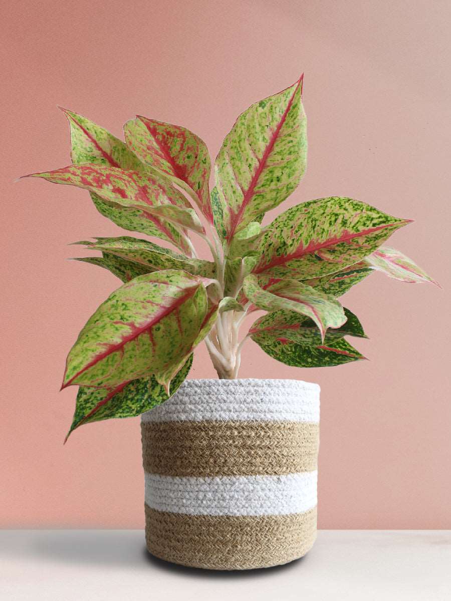 Gift colorful houseplant Aglaonema harlequin in eco friendly brown stripe jute planter online 