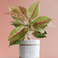 Buy rare indoor plant Aglaonema Harlequin in premium white jute pot in India 