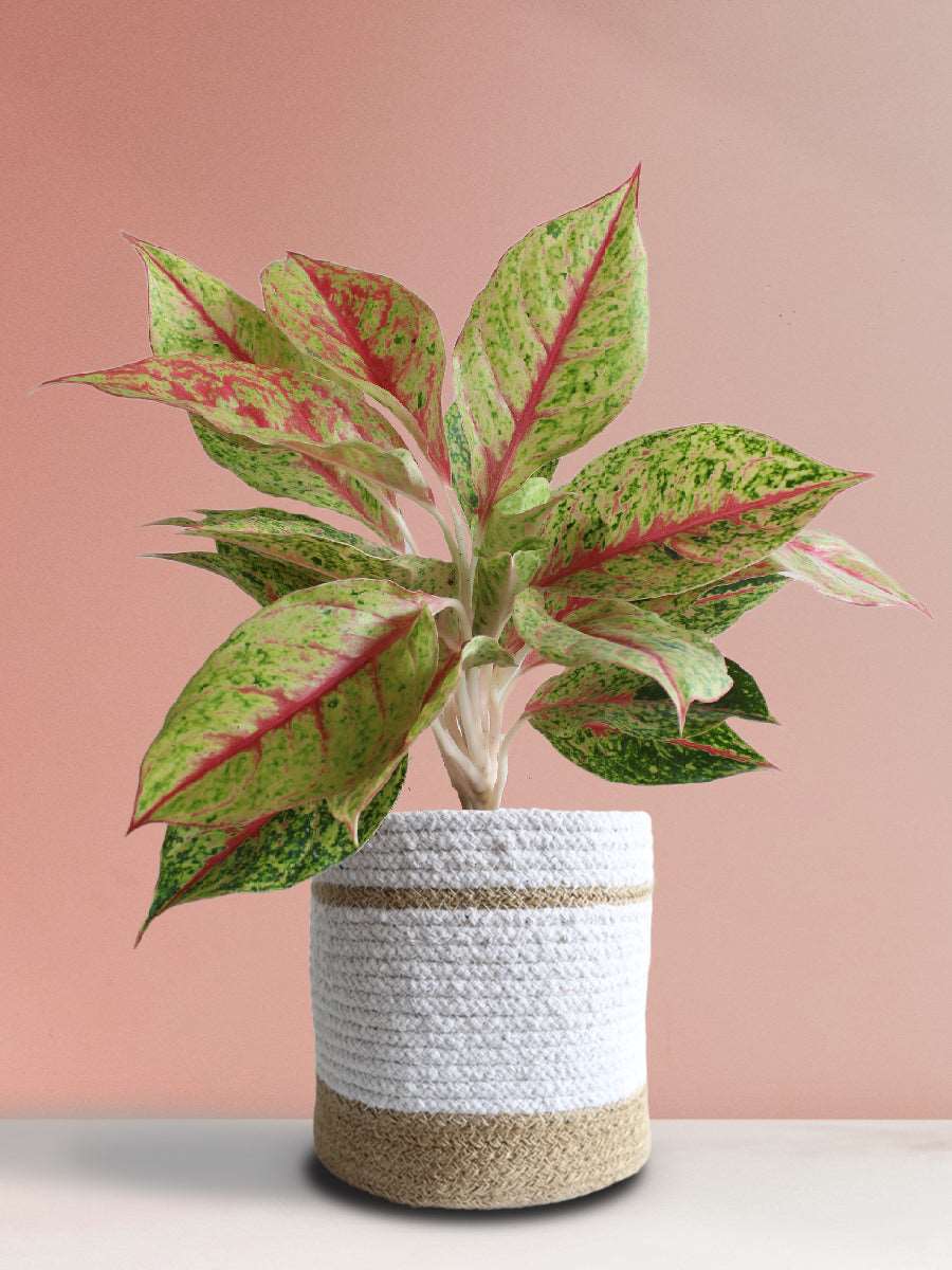 Buy rare indoor plant Aglaonema Harlequin in premium white jute pot in India 