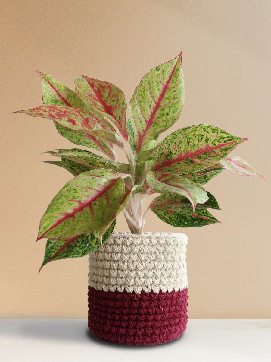 Shop Large indoor plant Aglaonema Harlequin bright red knitted cotton planter online 