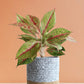 Aglaonema Harlequin Plant (Medium)