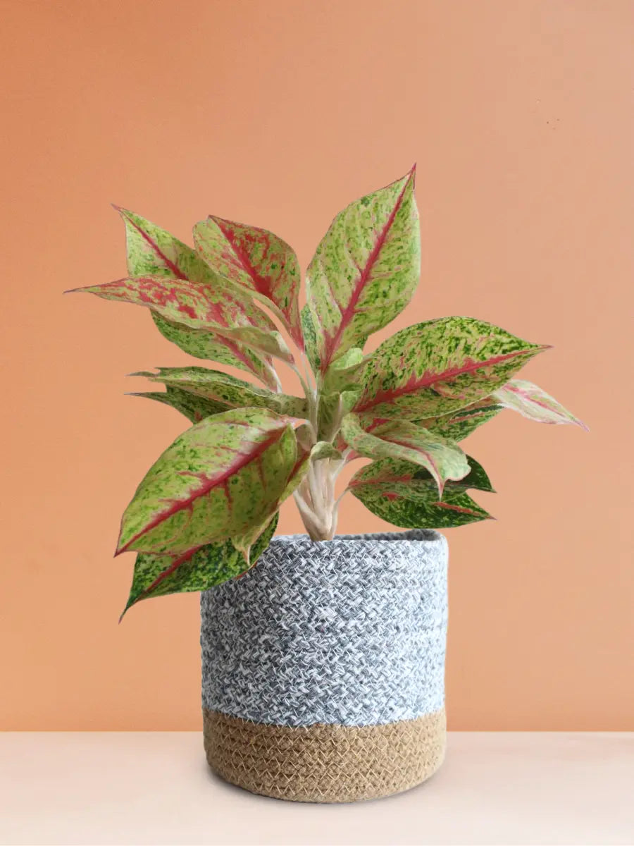 Aglaonema Harlequin Plant (Medium)