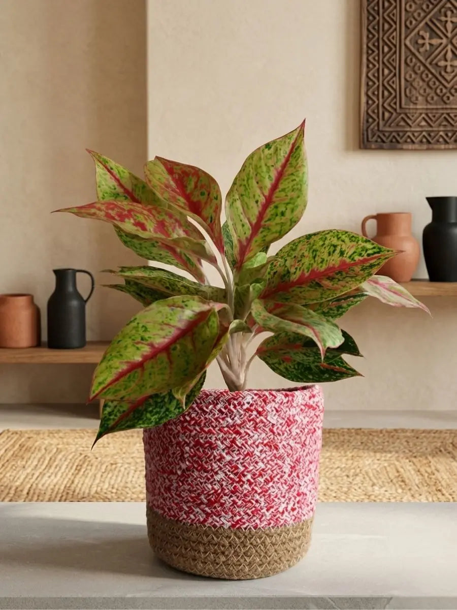 Aglaonema Harlequin Plant (Medium)