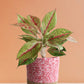Aglaonema Harlequin Plant (Medium)