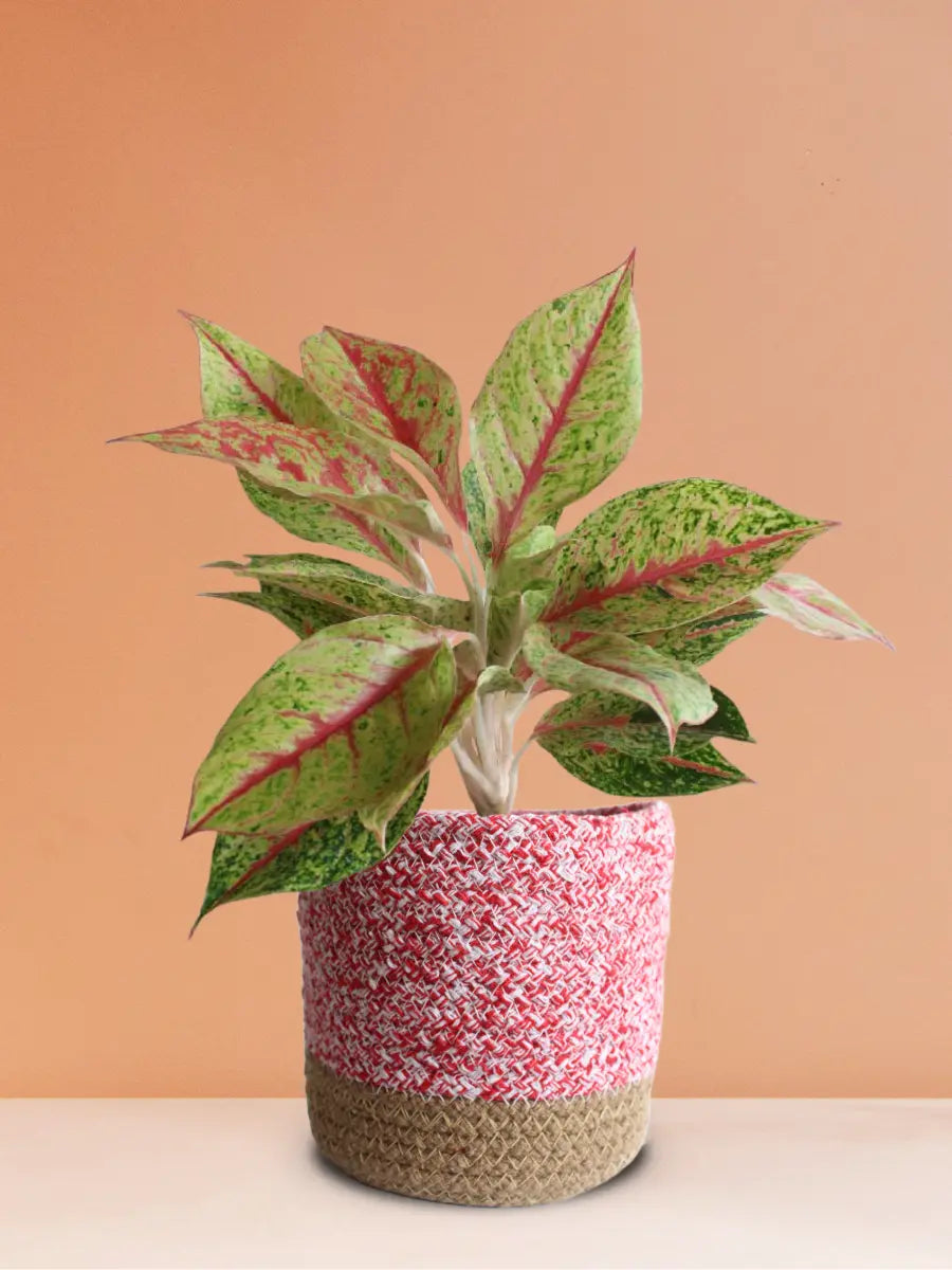 aglaonema harlequin benefits Aglaonema Harlequin Plant (Medium)
