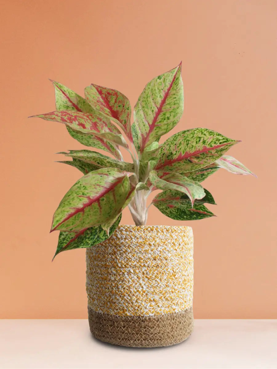 Aglaonema Harlequin Plant (Medium)