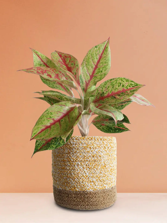 Aglaonema Harlequin Plant (Medium)