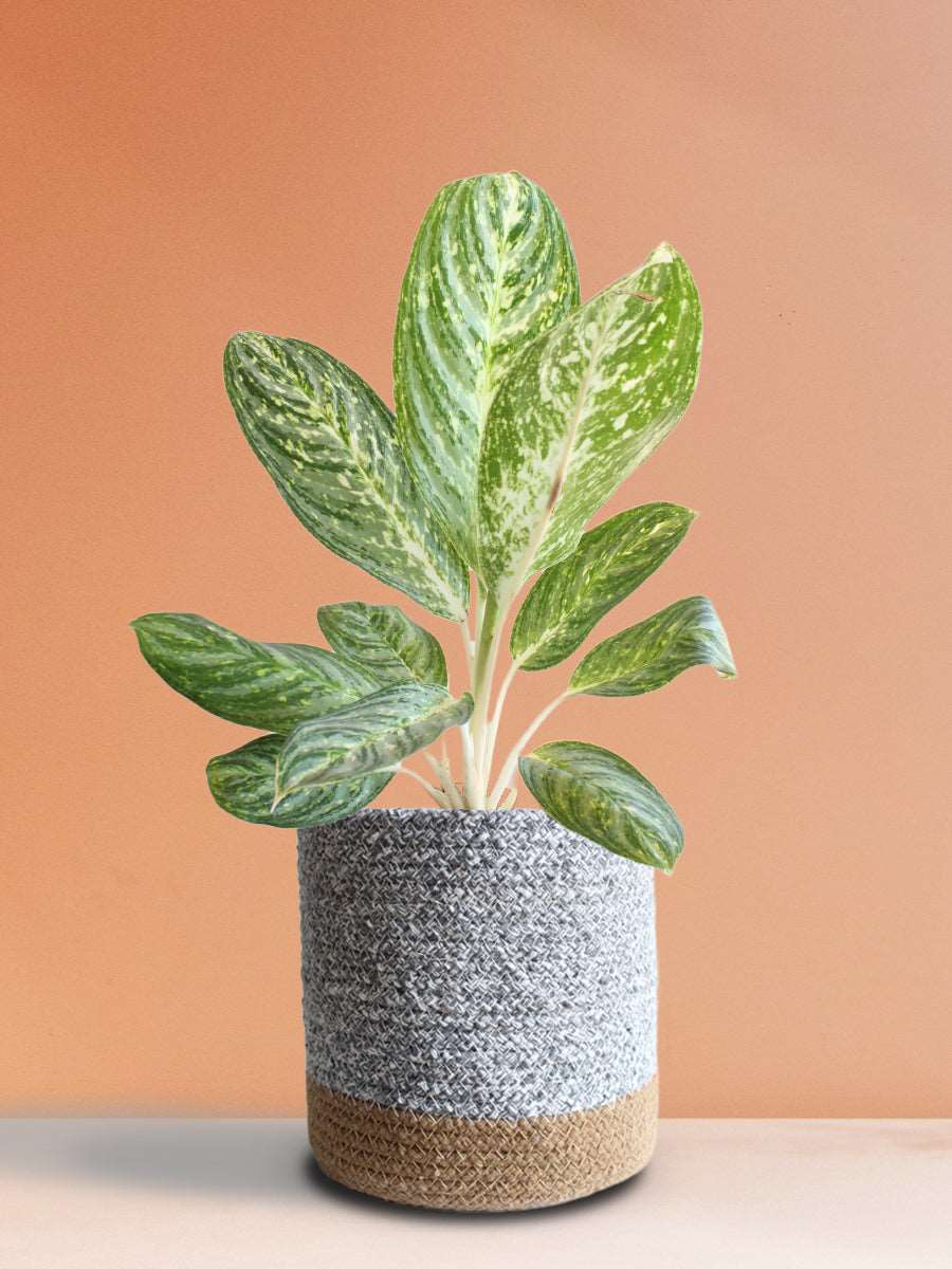 Buy eye-catching plant Aglaonema milky way in Premium grey cotton pot online 