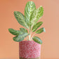 Shop beautiful large indoor plant Aglaonema milky way in premium pink cotton planter online 