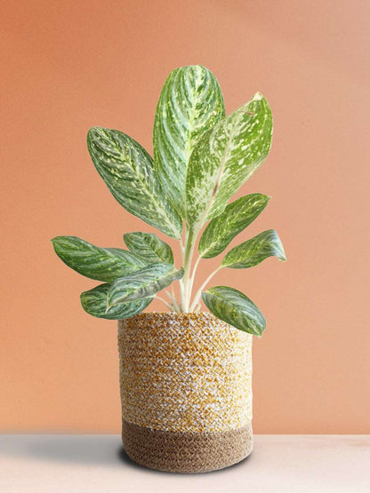 Gift stunning indoor plant Aglaonema milky way in premium yellow cotton planter in India 