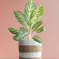 Shop beautiful houseplant Aglaonema milky way in premium brown  jute planter in India 