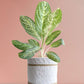 Buy beautiful eye-catching plant Aglaonema milky way in eco friendly white jute pot online 