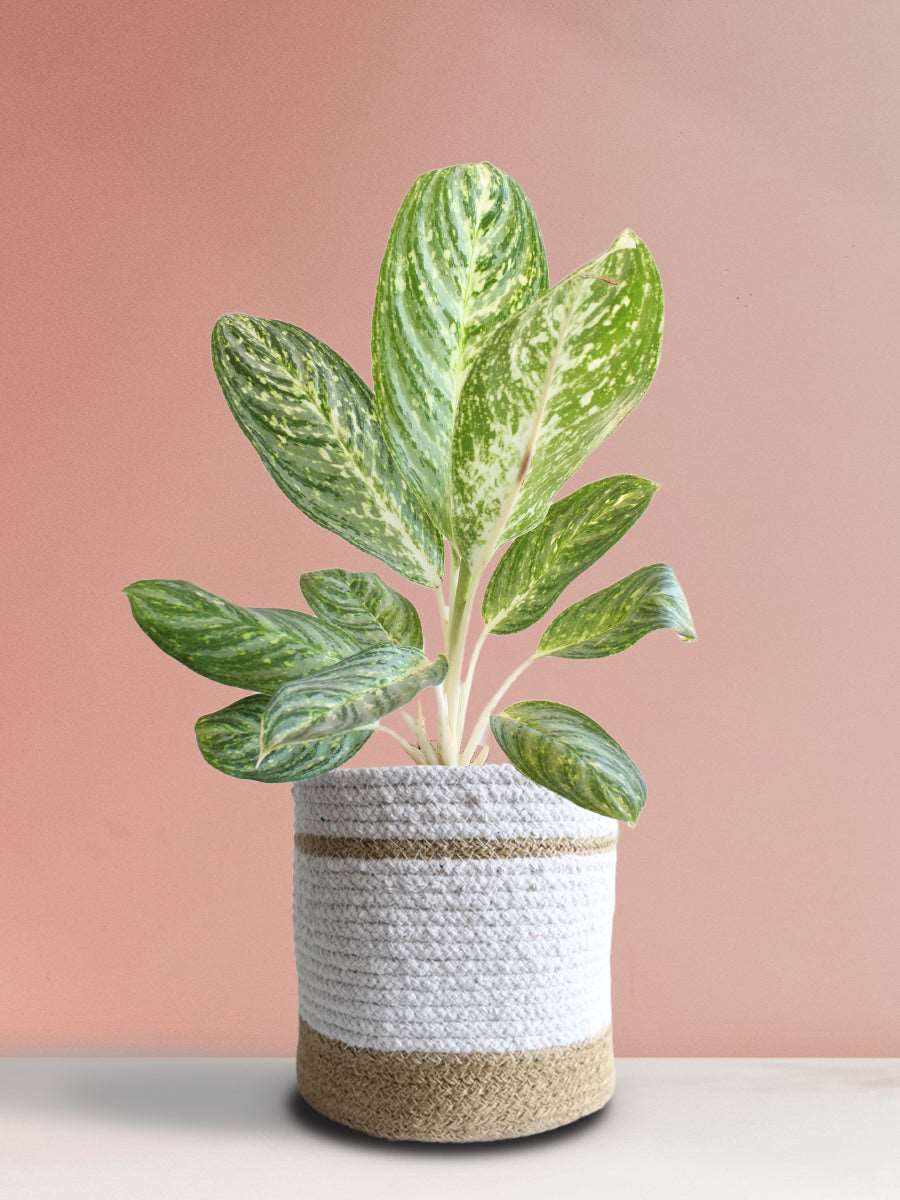 Buy beautiful eye-catching plant Aglaonema milky way in eco friendly white jute pot online 