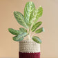 Buy large colorful indoor plant Aglaonema milky way in eco friendly red knitted planter in India 