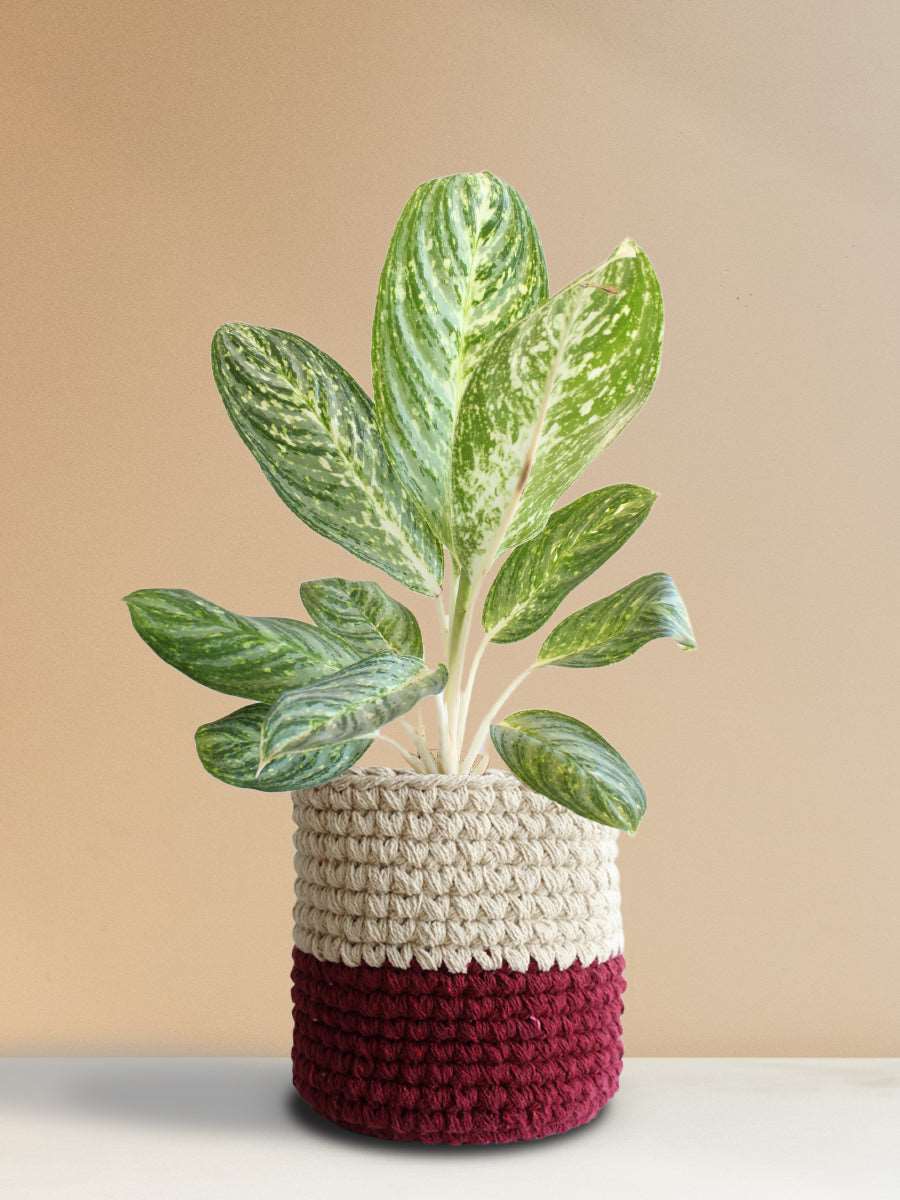 Buy large colorful indoor plant Aglaonema milky way in eco friendly red knitted planter in India 