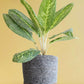 Shop Colorful indoor plant Aglaonema milky way in eco friendly grey cotton planter online 