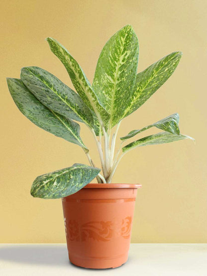 Aglaonema Milky Way (X-Large)