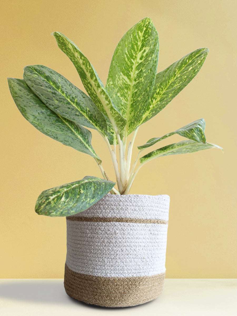 Buy beautiful X-large plant Aglaonema milky way in eco friendly white jute planter online 