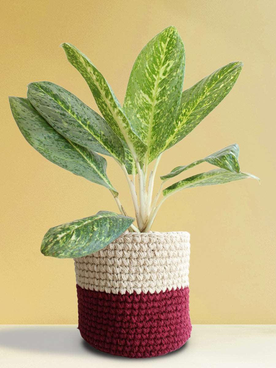 Buy beautiful green plant Aglaonema milky way in eco friendly red knitted planter in India 