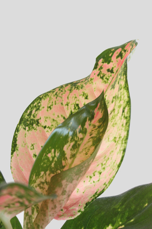 Buy Beautiful large Indoor plant Aglaonema O Rose Cochin in premium cotton planter online