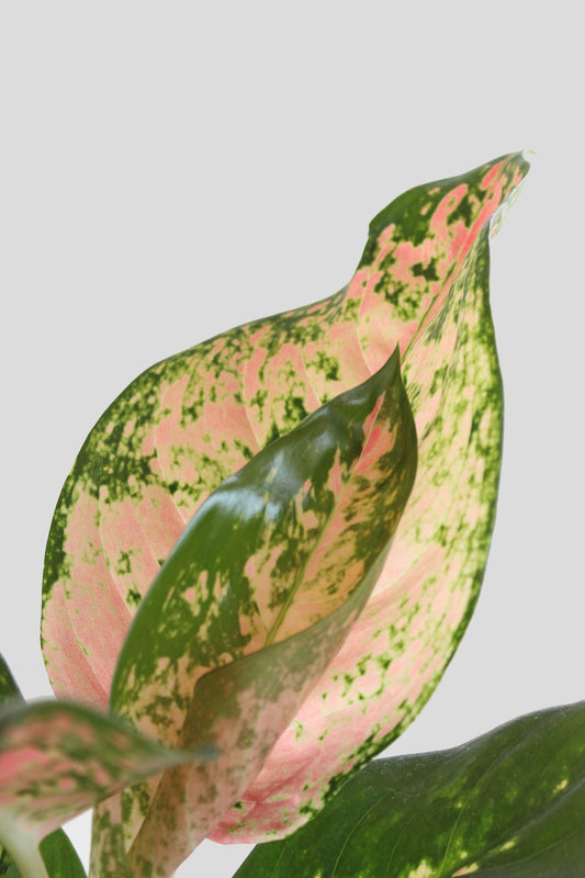 Buy Beautiful large Indoor plant Aglaonema O Rose Cochin in premium cotton planter online