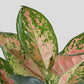 Gift Large plant Aglaonema Rose Cochin in eco friendly brown  planter in India 