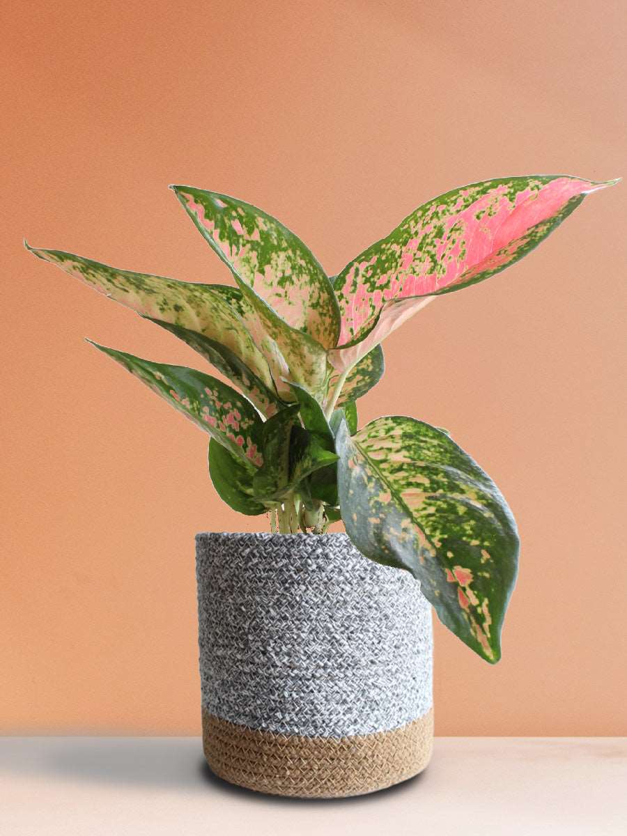Buy Stunning Indoor plant Aglaonema Rose Cochin in eco friendly grey cotton planter in India 