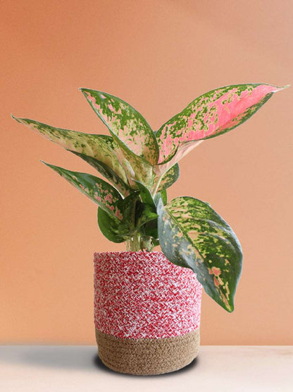 Shop Beautiful Large indoor olant in eco friendly pink pot online