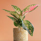 Shop Beautiful rare house plant Aglaonema O Rose Cochin in eco friendly yellow cotton planter online