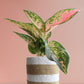 Shop rare beautiful  plant Aglaonema O Rose Cochin premium pink cotton planter online