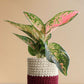 Buy Stunning  plant Aglaonema Rose Cochin in premium ree knitted cotton planter in India 