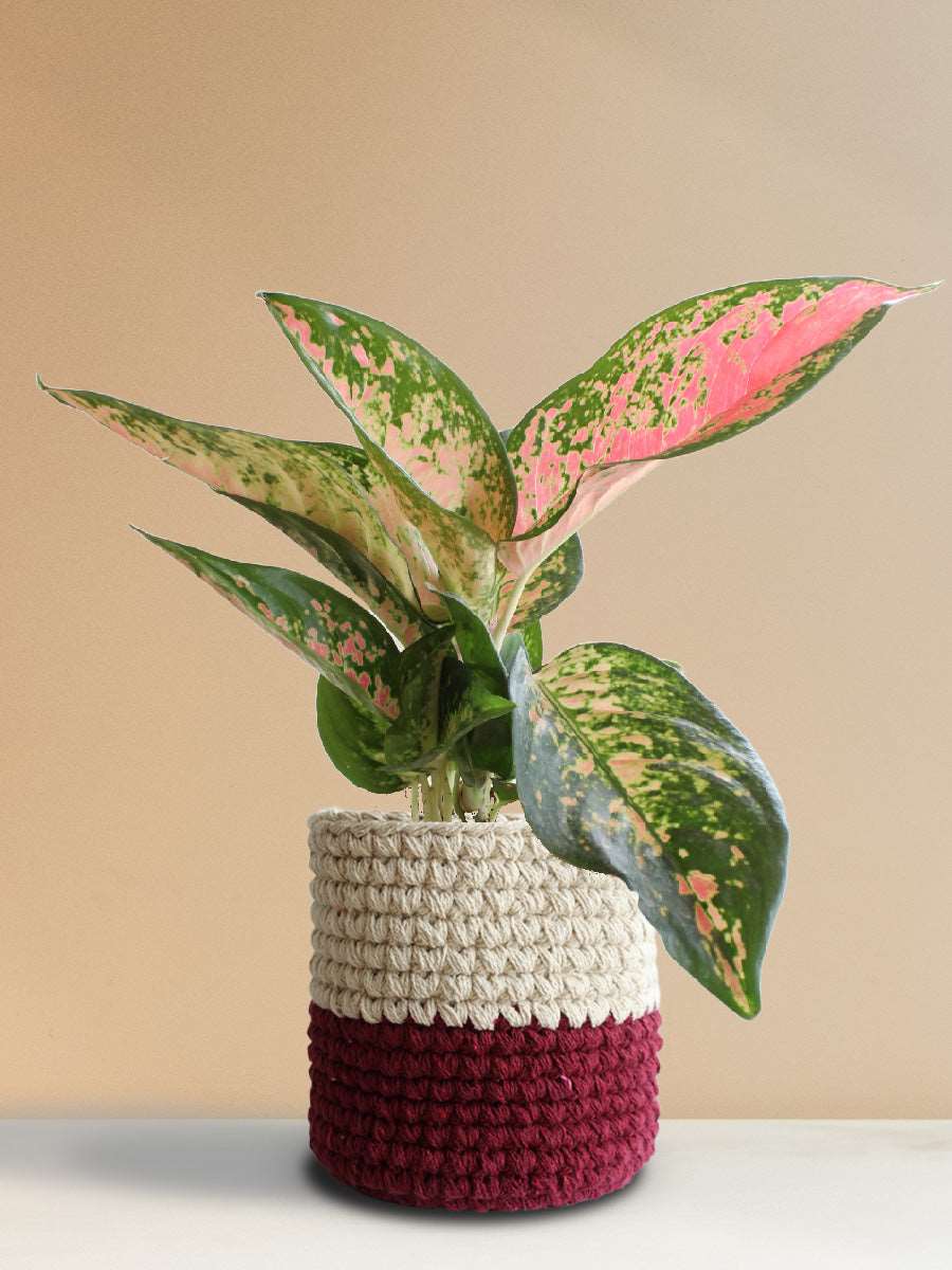 Buy Stunning  plant Aglaonema Rose Cochin in premium ree knitted cotton planter in India 