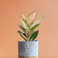 Shop Elegant Indoor plant Aglaonema Rose Cochin in premium grey cotton planter online
