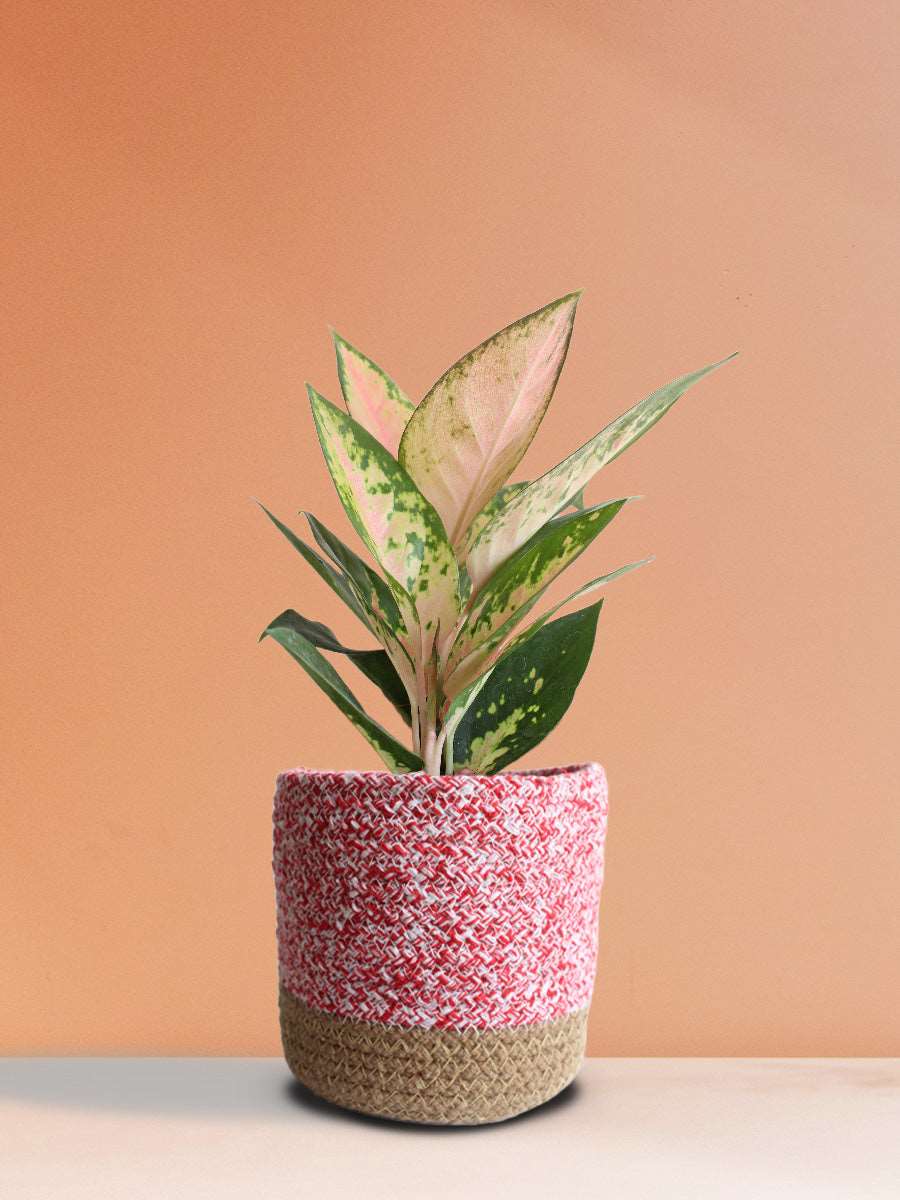 Shop Beautiful Indoor plant Aglaonema O Rose Cochin in eco friendly pink cotton planter online