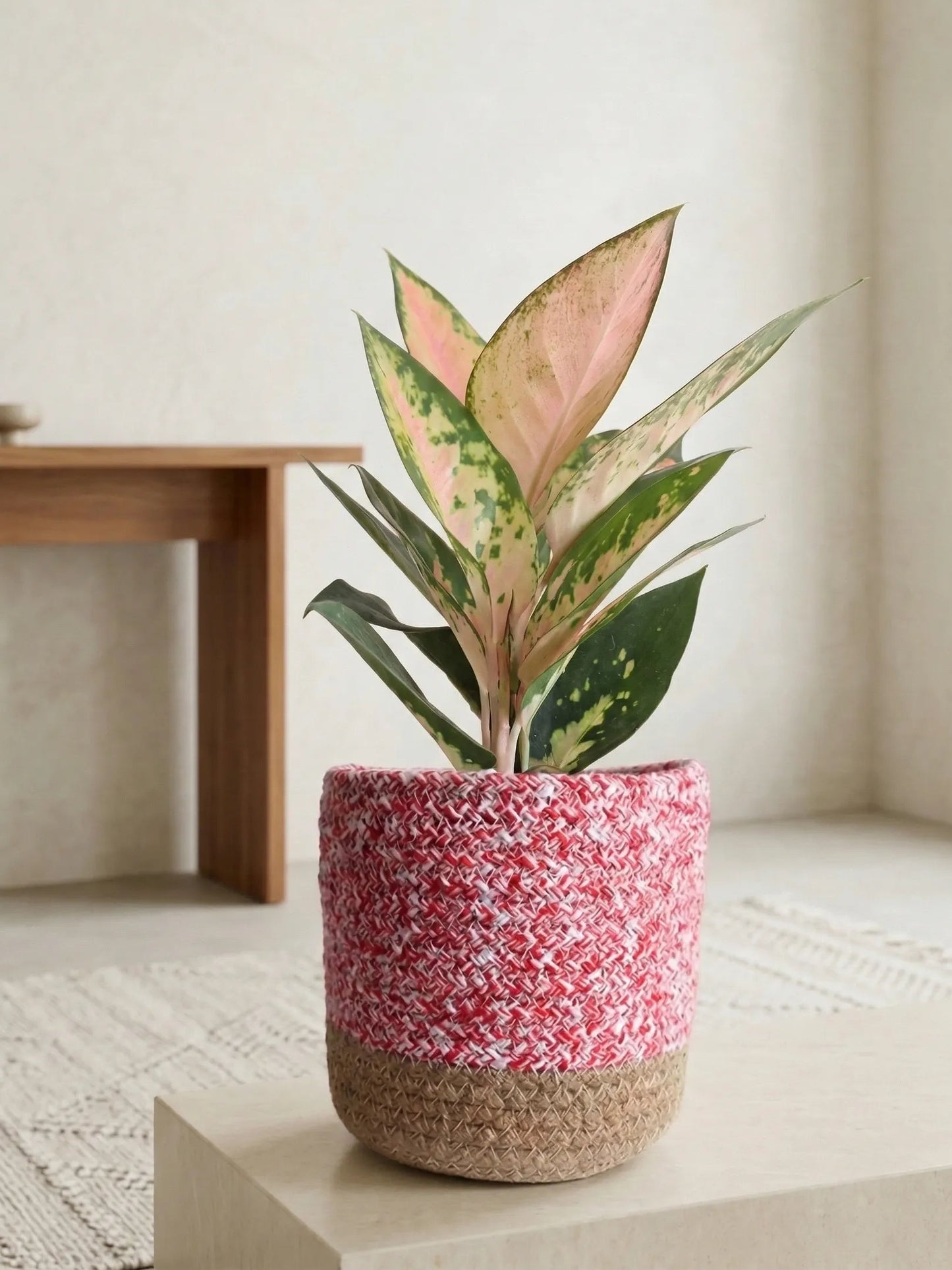 Aglaonema 'O' Rose Cochin (Medium)