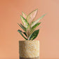 Buy Beautiful rare plant Aglaonema Rose Cochin in  premium yellow cotton pot in India 